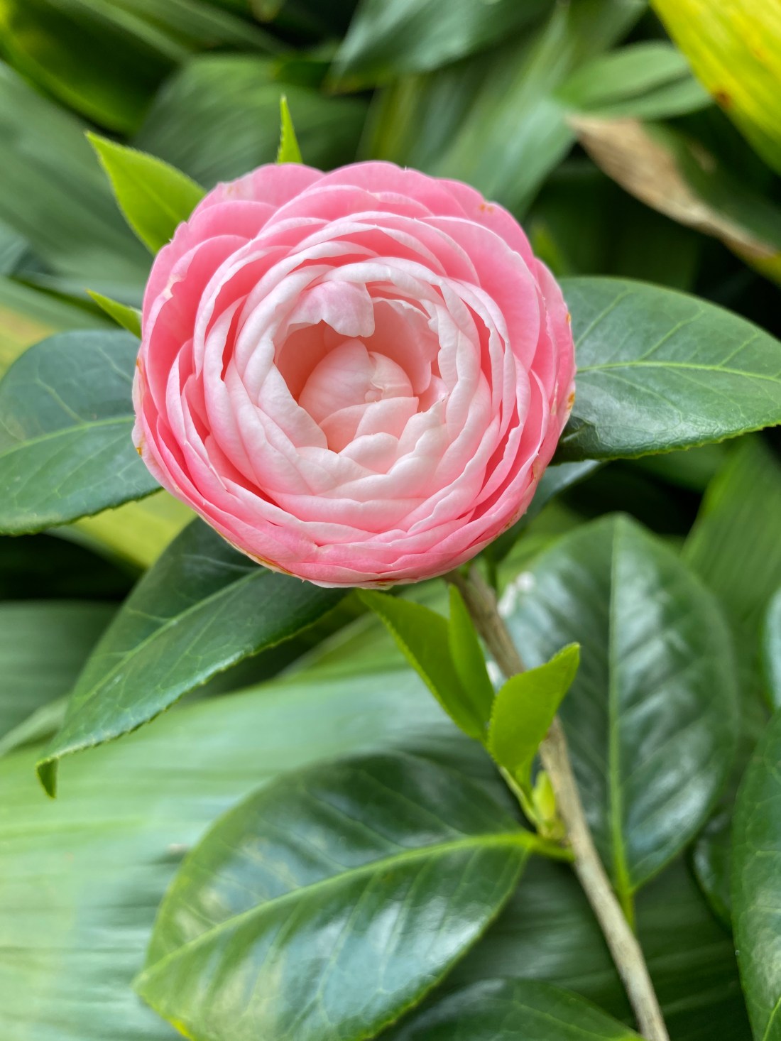 60780159142__3037b6a3-9f20-442b-a564-6998b6a83a36